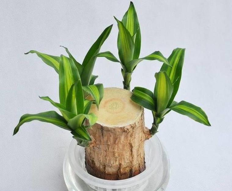 巴西木是什么植物?生长条件环境是怎样的?