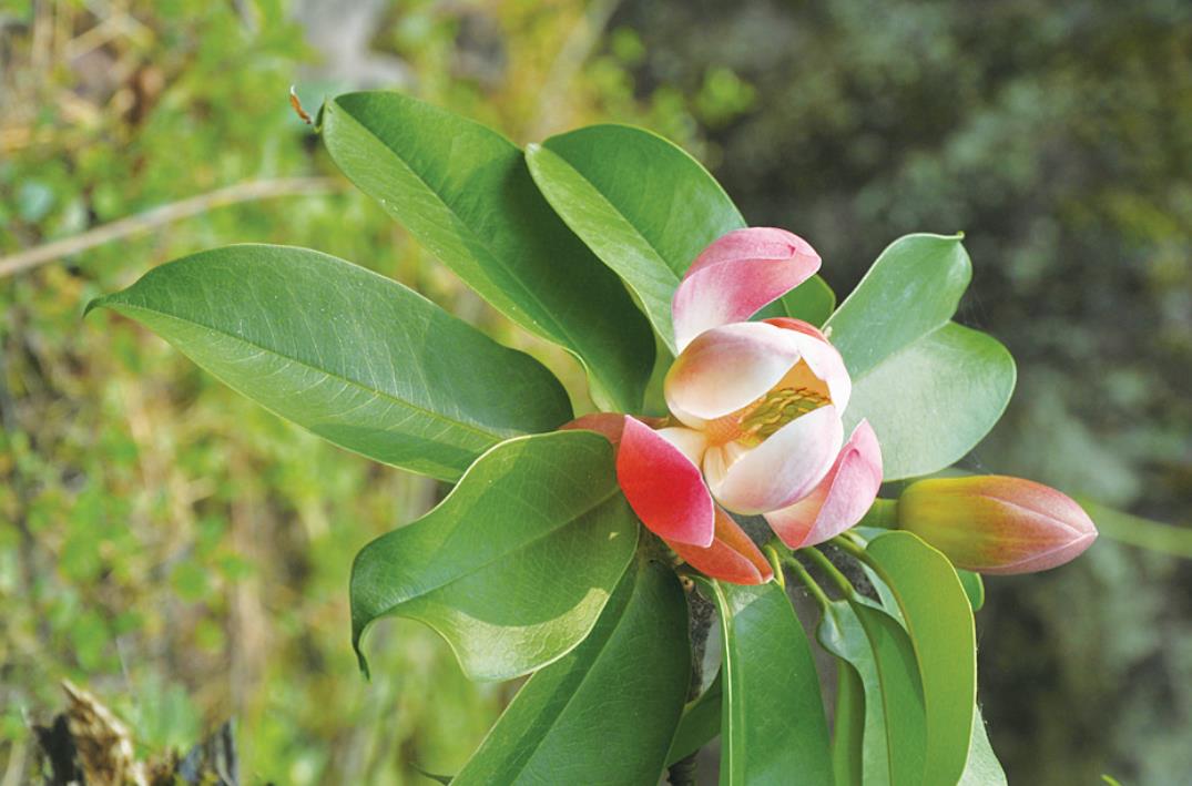 木本花卉有什么特征,有哪些代表花卉?