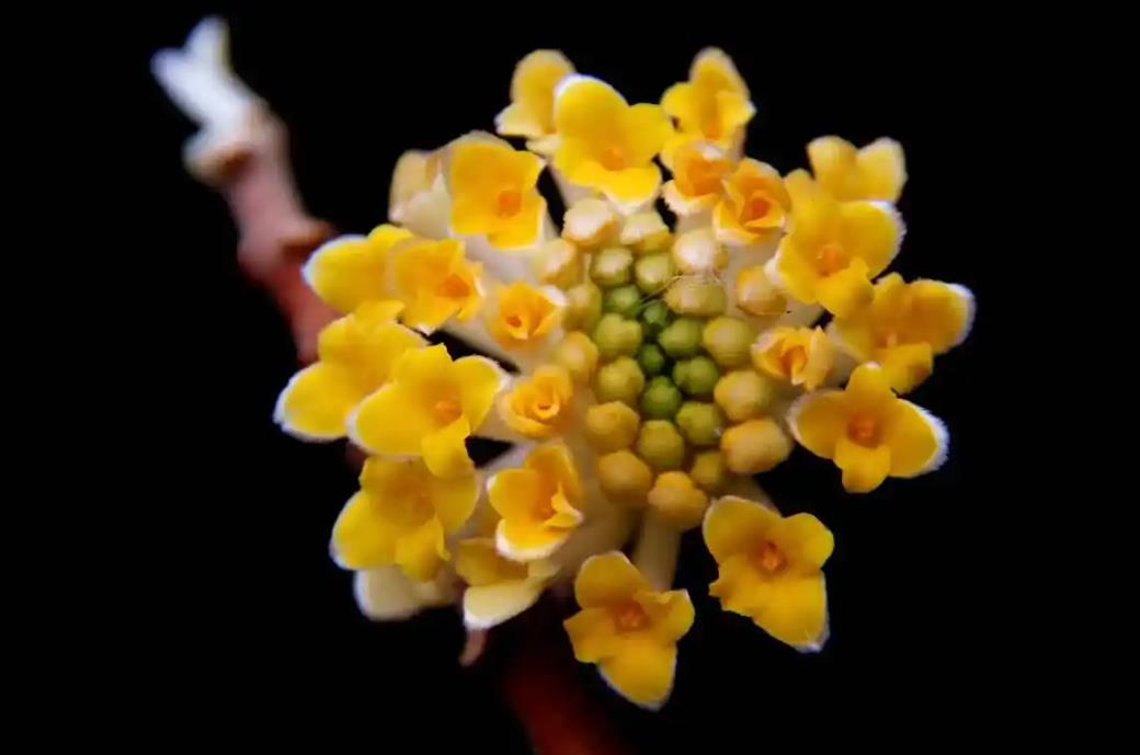 结香花长什么样子,有什么功效和价值?