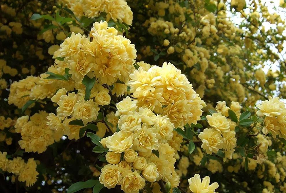 木香花耐寒吗，哪些地方能种植？
