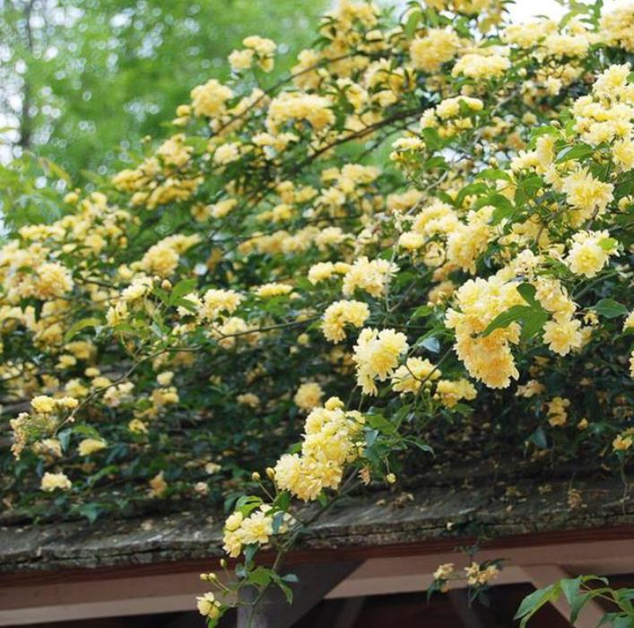 木香花耐寒吗,哪些地方能种植?