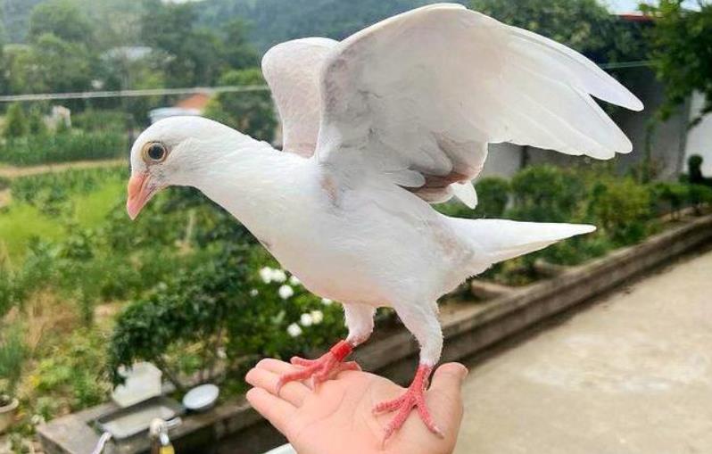 怎么训练鸽子让飞翔的战士听你的指挥
