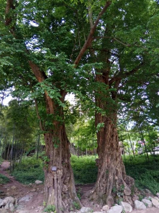 紫楠树:中国名贵树种的风采与魅力介绍