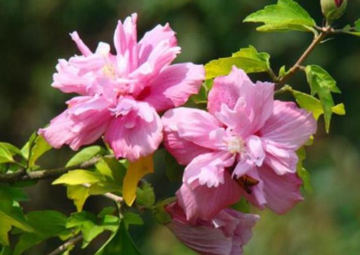 朝开暮落花、无穷花……木槿花的别名与冬日养护技巧分享