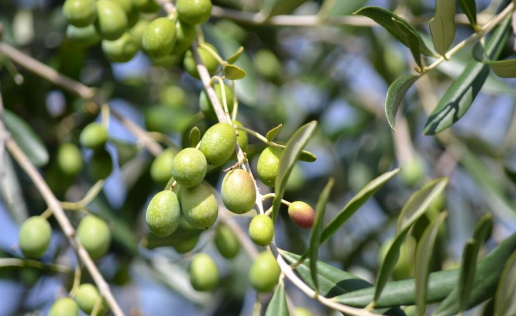 橄榄树怎么种?掌握这些种植技巧收货绿色黄金