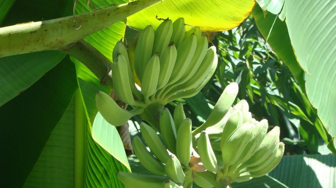 芭蕉树和香蕉树有什么区别和特征?