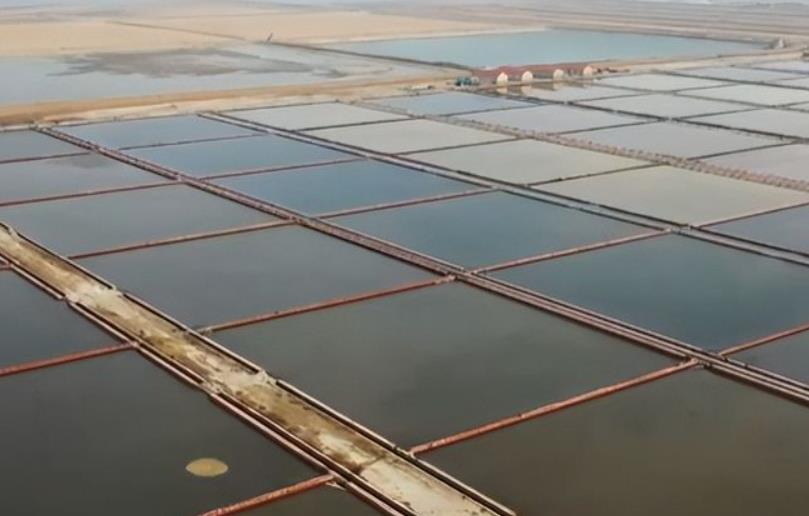 冬季海虾养殖病害预防,这几个预防技巧关你掌握了吗?