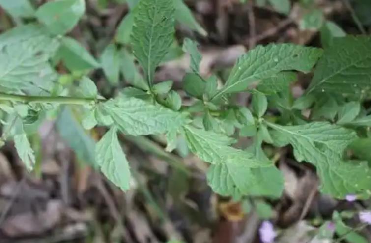 伤寒草是什么植物,有什么价值和特征?