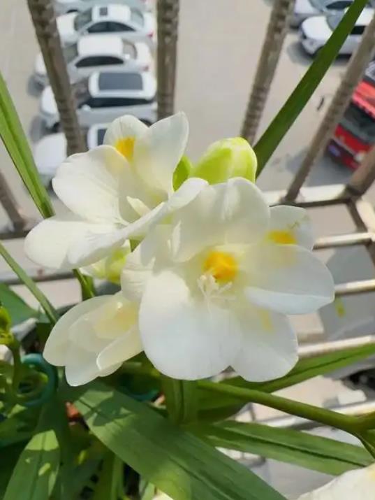 小苍兰开花是什么样子,冬天怎么养护和管理?