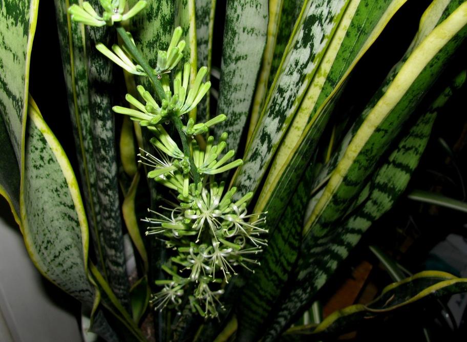 虎皮花开花斑斓如虎，冬日养护有妙招！