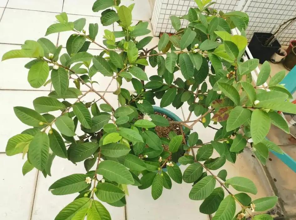 芭乐树什么时候种植合适?