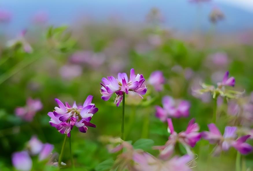 红花草种植攻略，助你打造美丽花海