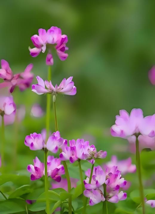 红花草种植攻略,助你打造美丽花海