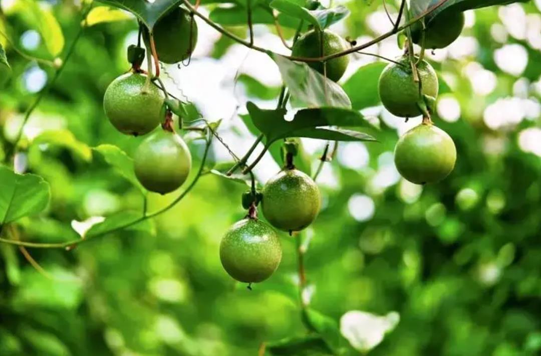 百香果的“黄金”食用量,你吃对了吗?