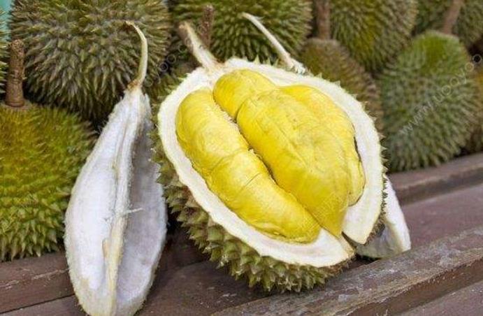 <b>榴莲适合小朋友吃吗？解析它的营养与注意事项</b>