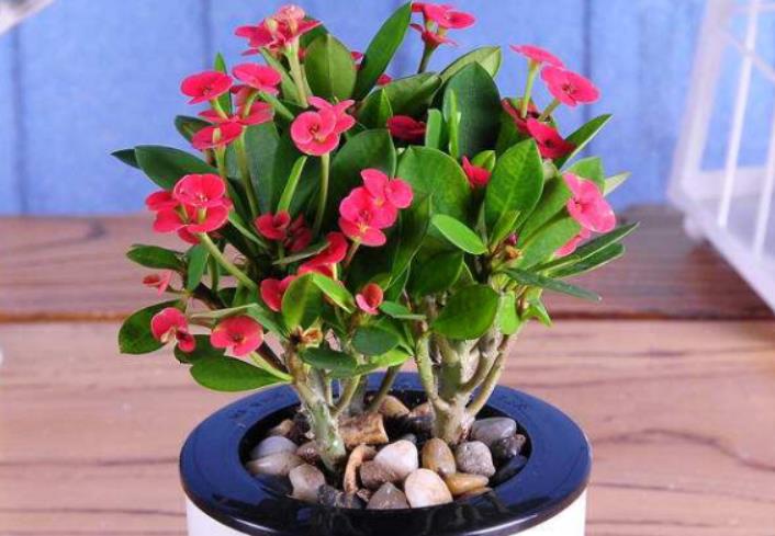 <b>虎刺梅如何常年开花？肥料选择是关键！</b>