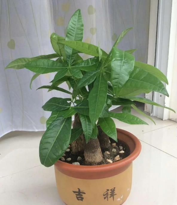 发财树冬天耐寒多少度,可以放在户外吗?