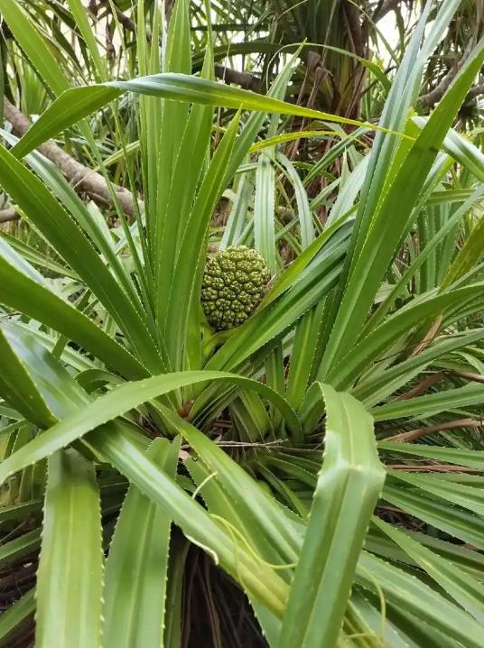 小露兜是什么植物?它有哪些独特的魅力和实用价值?