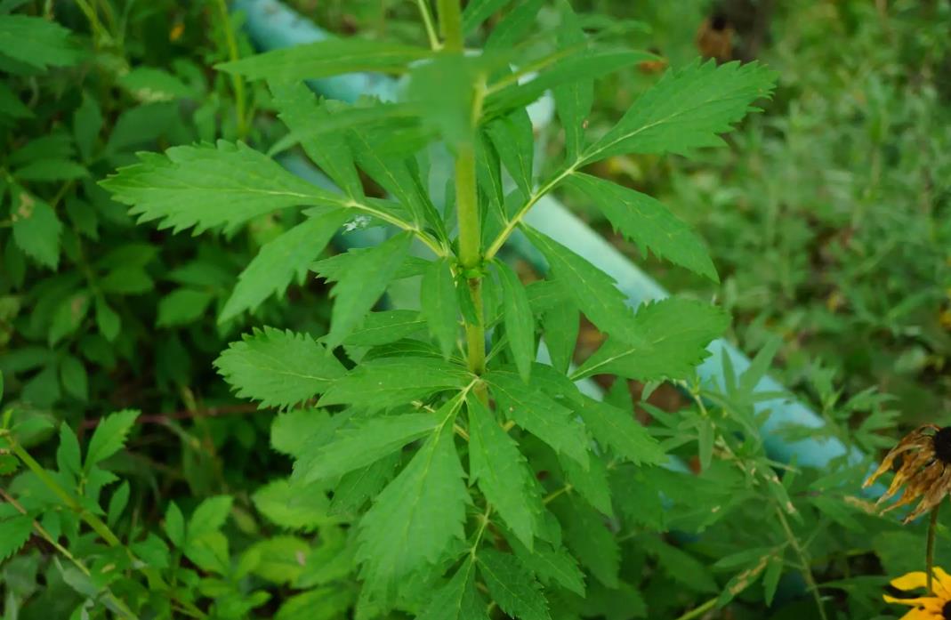 败酱草生长在野外哪些地方,有什么价值功效?