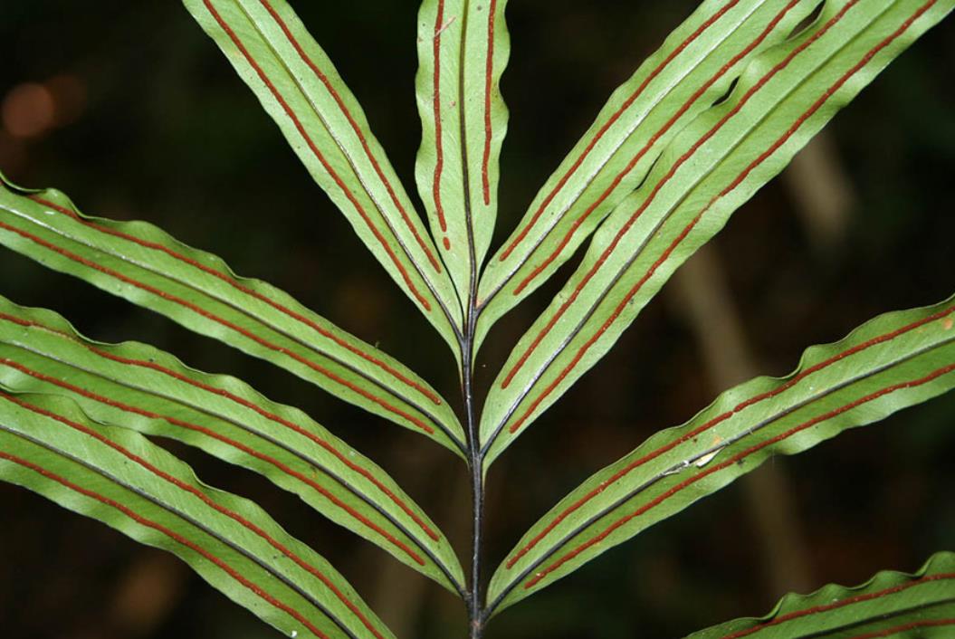 竹叶蕨是什么植物,怎么繁殖？