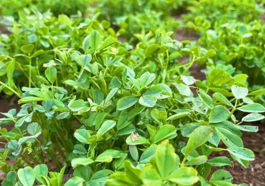 探索苜蓿根的多重功效-治疗尿路结石、黄疸的神奇草本植物
