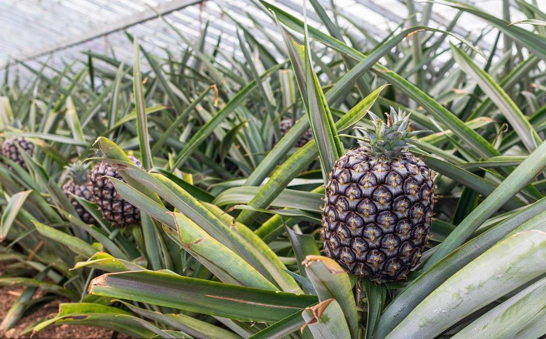 <b>冬天大棚也能种菠萝？种植技巧大揭秘</b>