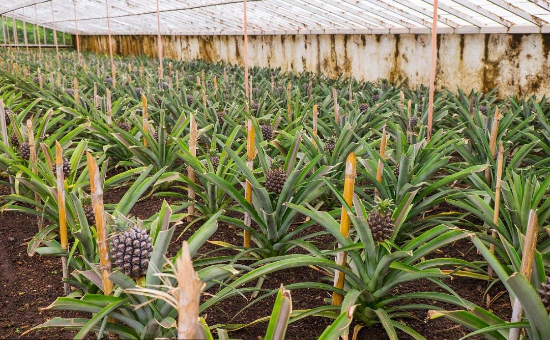 冬天大棚也能种菠萝?种植技巧大揭秘