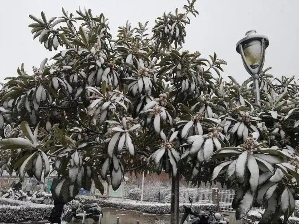 <b>北方冬季移栽枇杷树的技巧与注意事项</b>