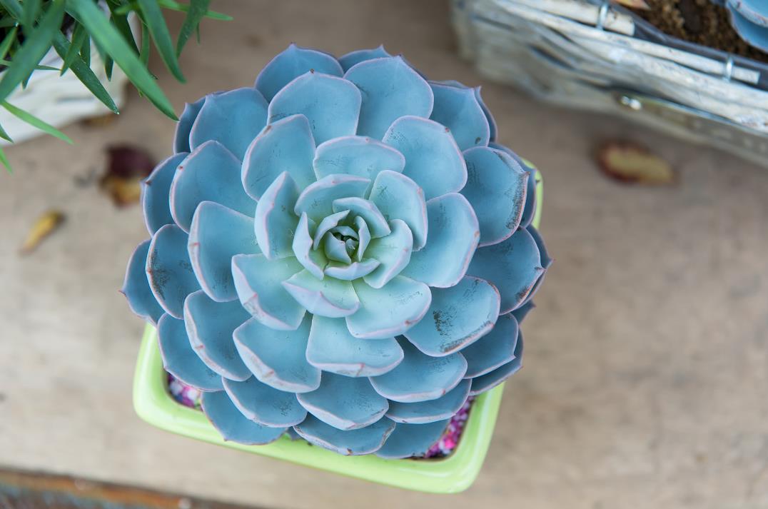 蓝石莲有什么特点,冬天耐冻吗?