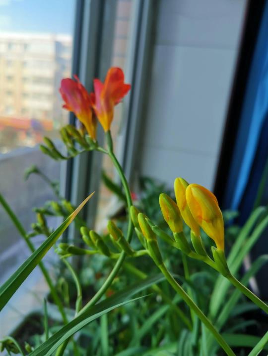 香雪兰什么时候开花,冬天有哪些养护技巧