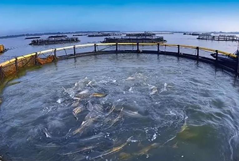 水产品循环养殖全技术要点与效益分析