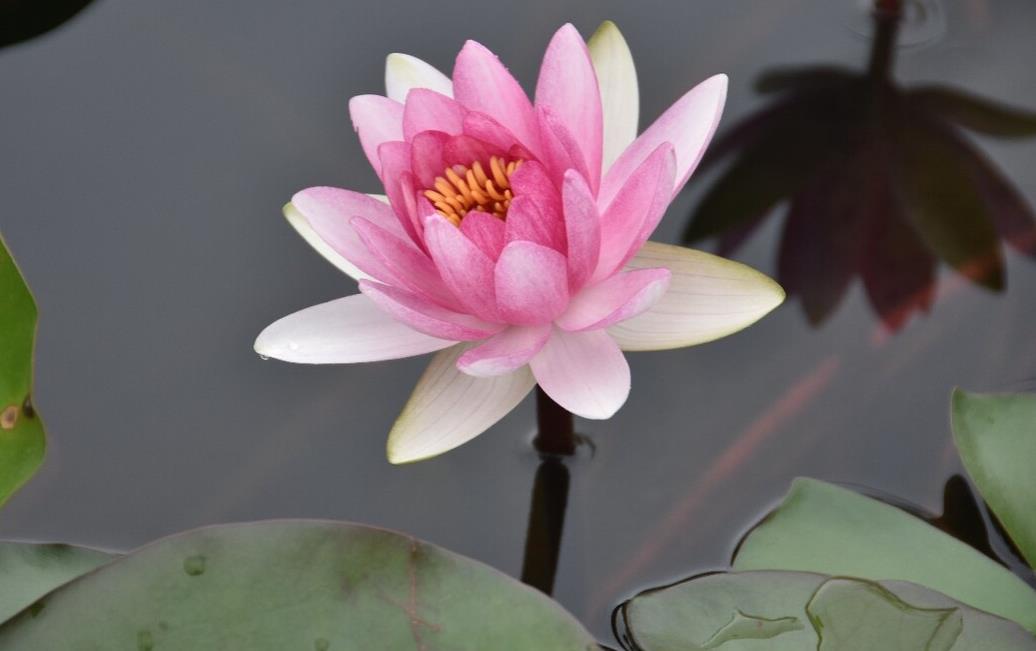 水中绽放的纯洁高雅之花-水莲花的花语、