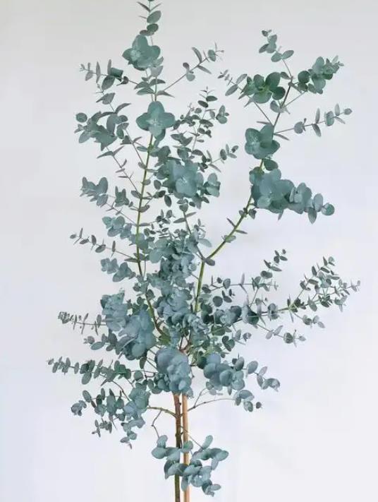 清新尤加利-从叶片到果实,全身都是宝的神奇植物