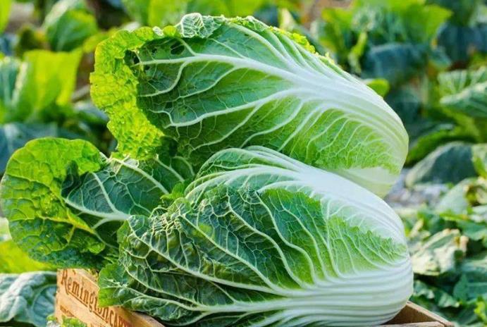 <b>白菜冬季种植指南-如何提升白菜耐冻性？</b>