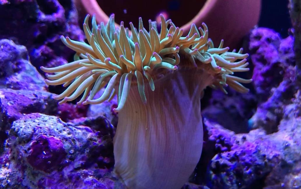 海葵究竟是动物还是植物?揭秘海底的奇异生物