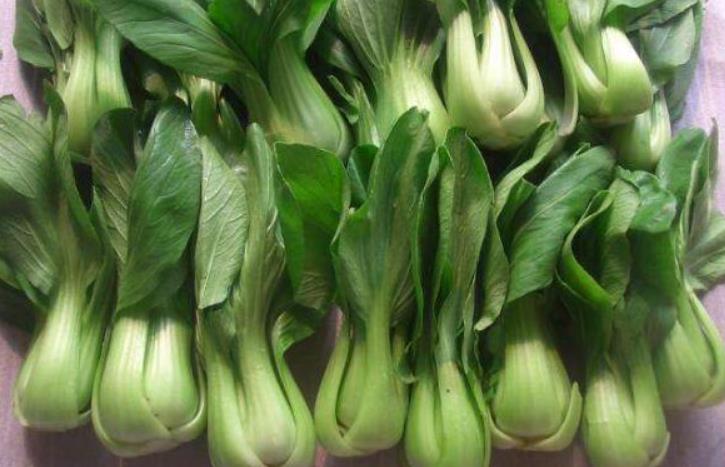 油菜生长周期详解:205天与230天的区别在哪里?