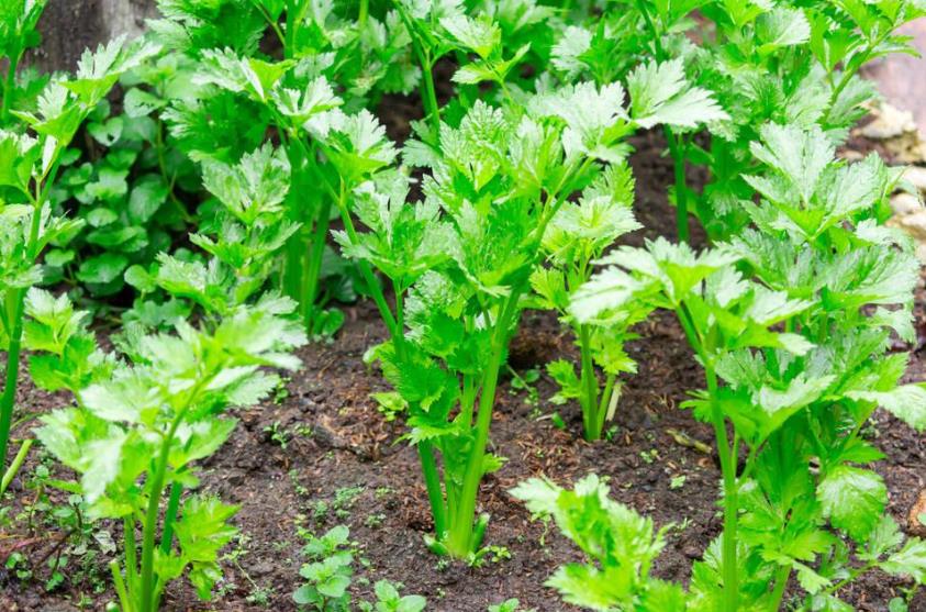 <b>有机芹菜种植指南：品种选择、田间管理一网打尽</b>