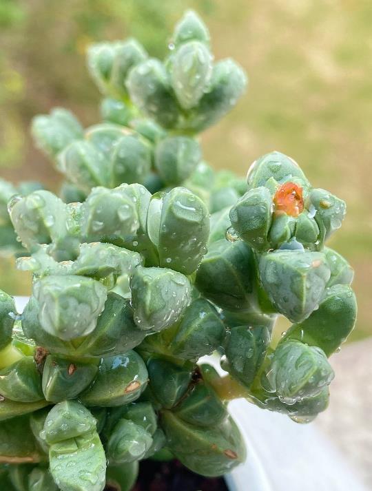鹿角海棠是什么时候开花,冬天怎么养护?