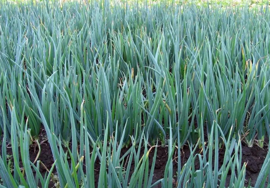 东北大葱种植宝典：时间、方法与技巧