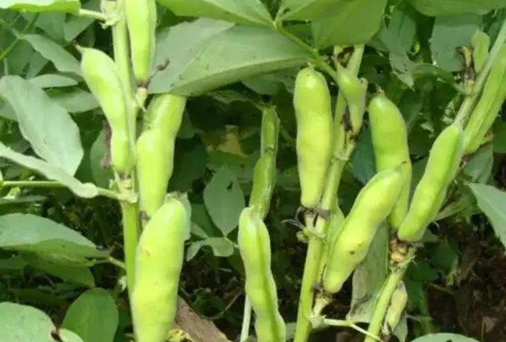 <b>蚕豆种植秘籍：一窝种几颗最科学？</b>