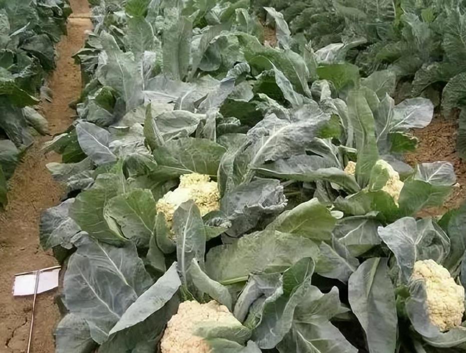 菜花耐寒性揭秘:寒冷天气下如何保护菜花?