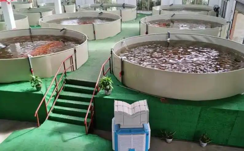 生物净化法在水产品养殖中的创新应用