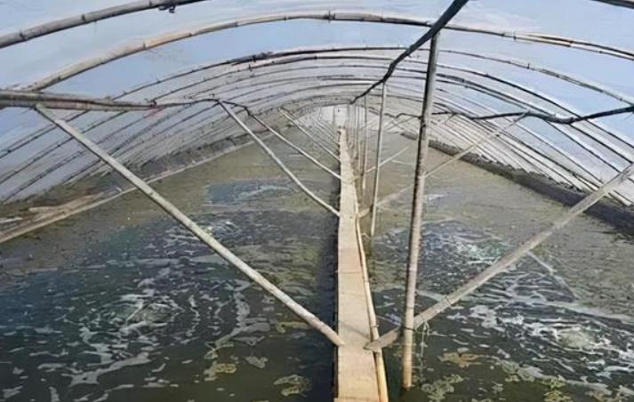 冬棚养虾浊水调控秘籍：四大妙招助你水质清澈