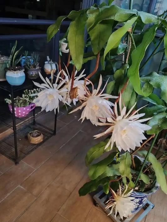 昙花冬天能否室外过冬?昙花过冬指南