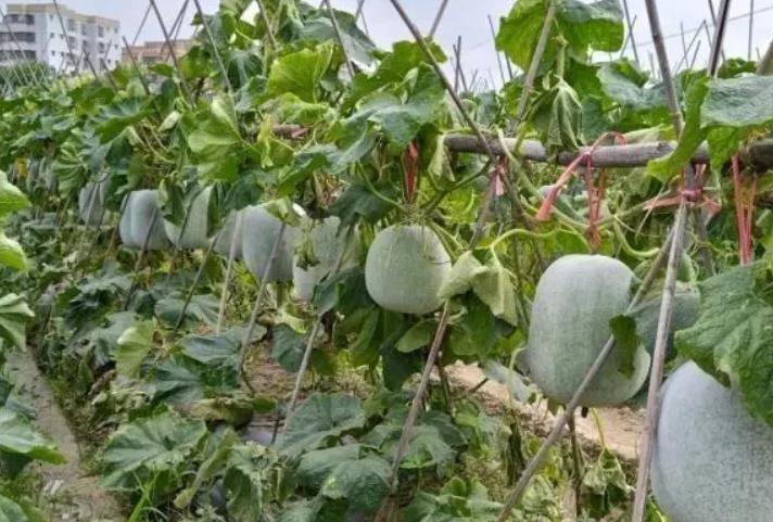 <b>哪些地方冬瓜产量最高？盘点冬瓜种植区域</b>