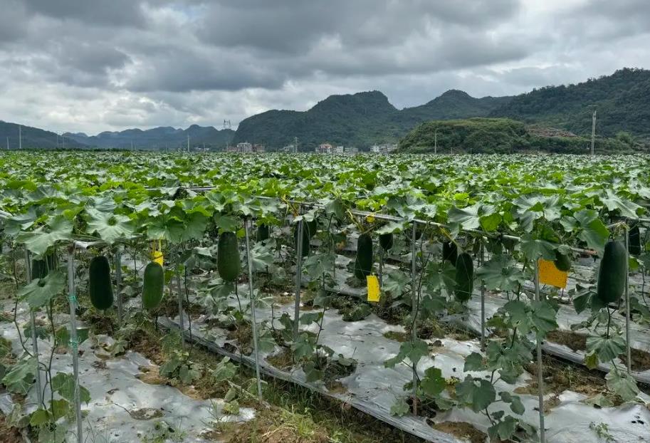 哪些地方冬瓜产量最高?盘点冬瓜种植区域