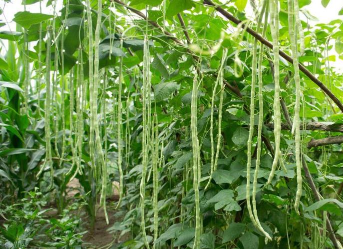 豆角种植秘籍：一株种几颗豆角最合适？