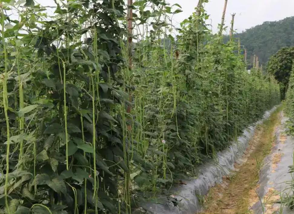 豆角种植秘籍:一株种几颗豆角最合适?
