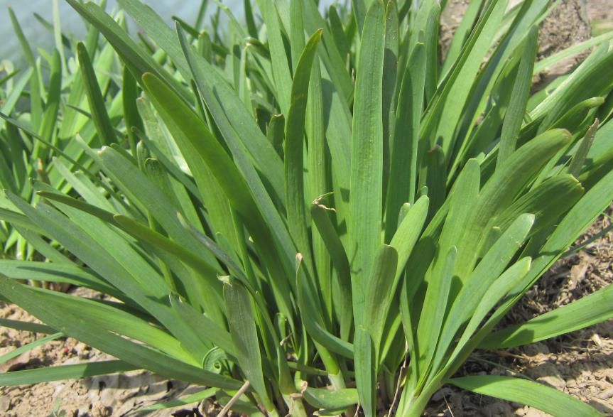 韭菜种植秘籍：如何选择合适的肥料与杀虫剂？