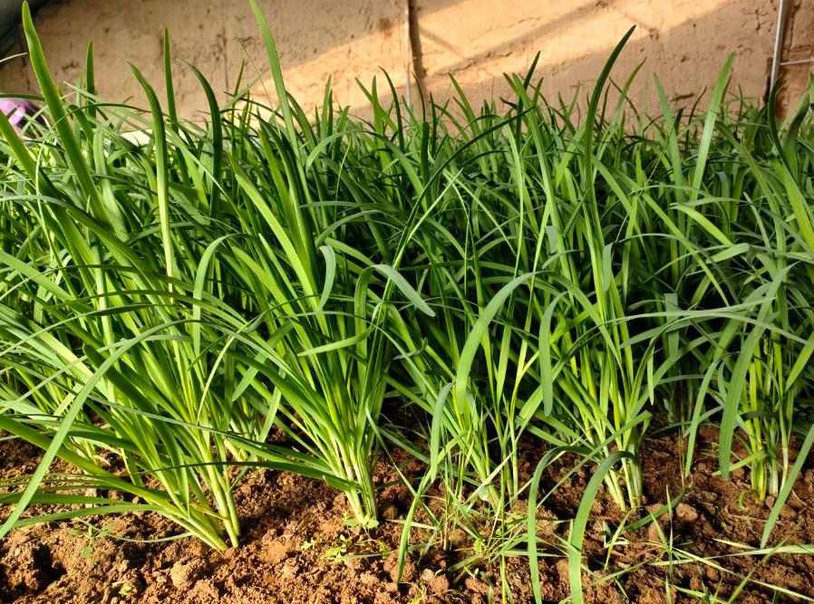韭菜种植秘籍:如何选择合适的肥料与杀虫剂?